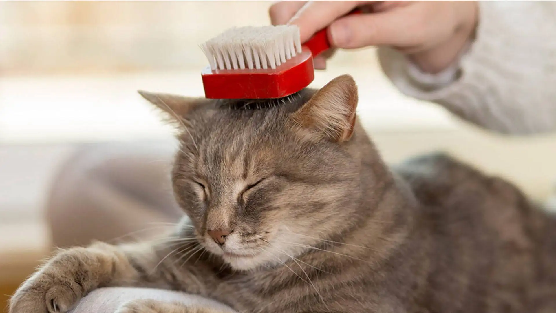 cat1